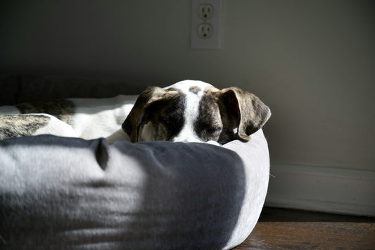 How to Choose the Perfect Dog Bed: Comfort Meets Style