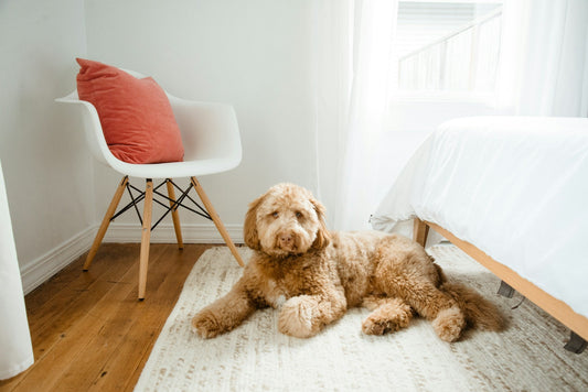 Top 5 Comfort Essentials Every Dog Needs for a Happy, Healthy Home
